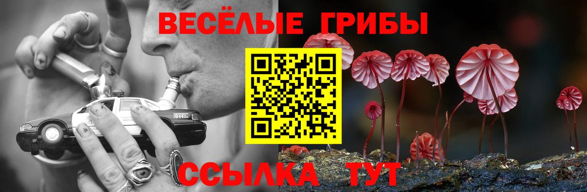 Осинники  Псилоцибиновые грибы прущие грибы  Вход с VPN  Галлюциногенные грибы Cubensis 
